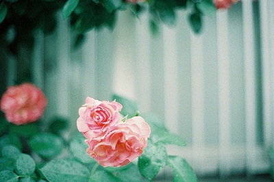 微信网名女生高雅