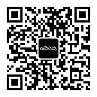 Allbirds